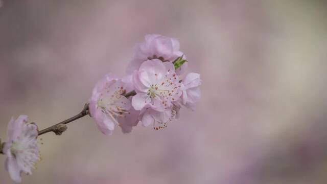 京花开放，请你收好这份赏花图鉴！