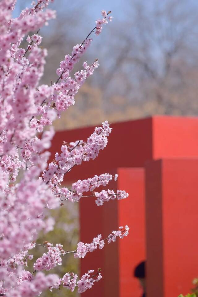 济大“樱”你而“桃”醉