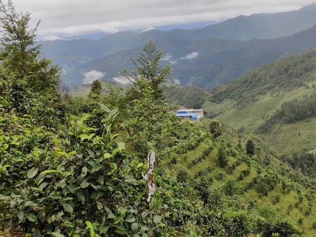 西双版纳勐海县百名毁林种茶违法涉案群众 投案自首