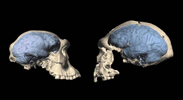 研究表明现代人类的大脑结构在150万至170万年前才在非洲智人种群中出现