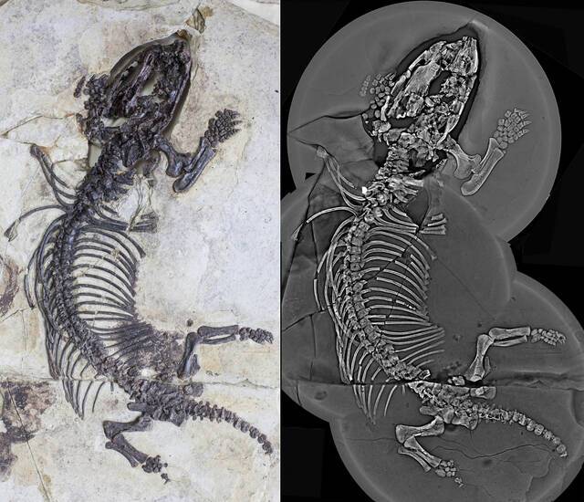 中国东北热河生物群发现1.2亿年前的远古穴居哺乳动物化石
