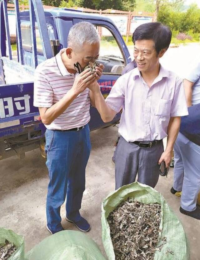 夏恒建（左）在艾叶收购现场了解药材品质。