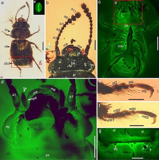 白垩纪中期缅甸琥珀中发现的新生粉花甲及其传粉相关的适应性特征（绿色为激光共聚焦图）