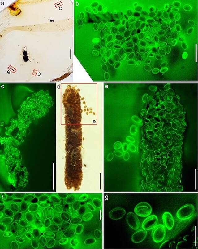 缅甸琥珀中与新生粉花甲保存在一起的三沟型花粉簇以及两枚由同样花粉组成的甲虫粪便化石（绿色为激光共聚焦图）