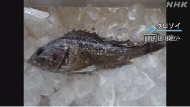 （图说：被检测出铯严重超标的福岛近海鱼。图/NHK）