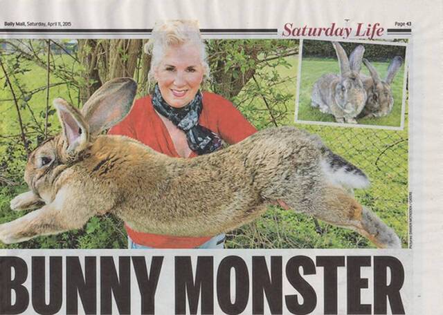 大陆巨兔：英国伍斯特郡曾获健力士世界纪录的世界最大兔子大流士Darius遭窃
