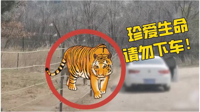 女子动物园猛兽区下车 网友：老虎可不是吃素的！