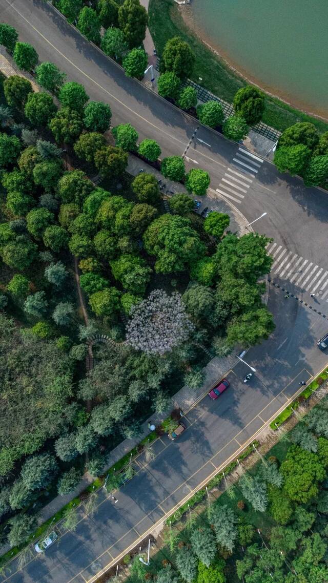 遨游云大  飞鸟的视角