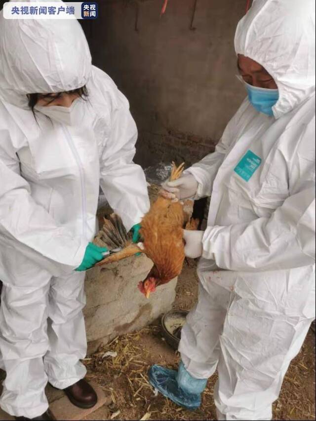 沈阳发生野禽H5N6亚型高致病性禽流感疫情 尚无人及家禽感染报告