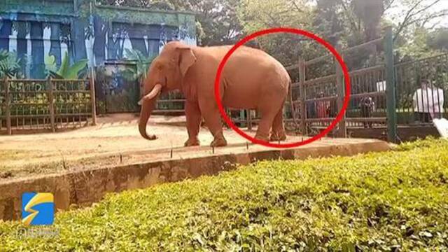 昆明一动物园大象再被喂食塑料袋，目前大象已将塑料袋排出