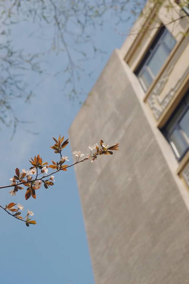 BNU赏花季  花枝春满 万物可期