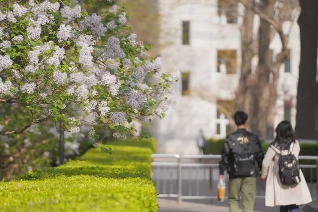 BNU赏花季  花枝春满 万物可期