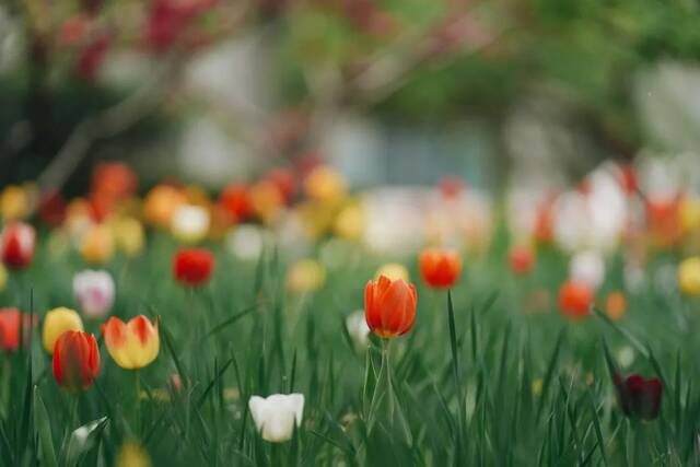 BNU赏花季  花枝春满 万物可期