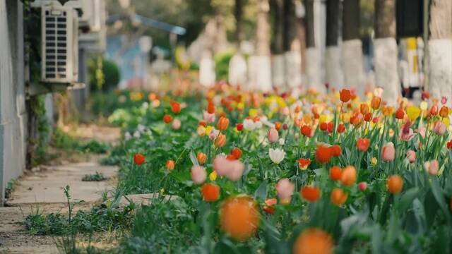 BNU赏花季  花枝春满 万物可期