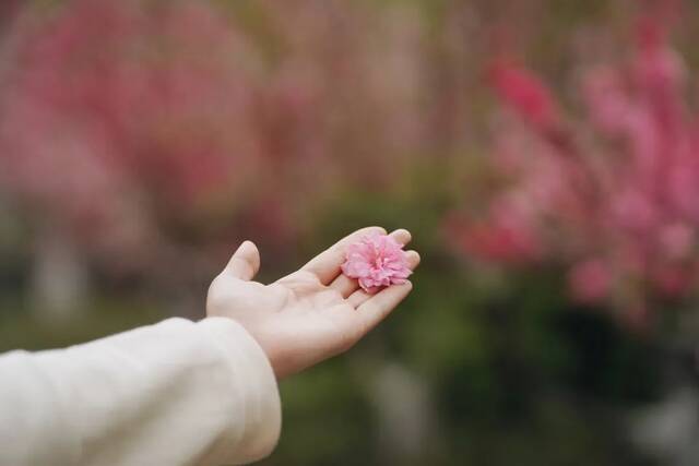 BNU赏花季  花枝春满 万物可期