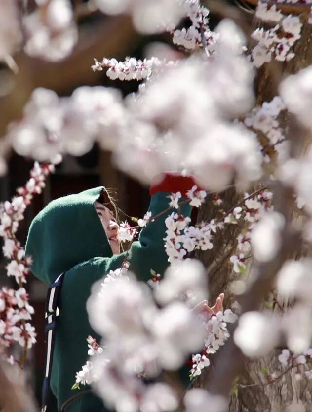 BNU赏花季  花枝春满 万物可期