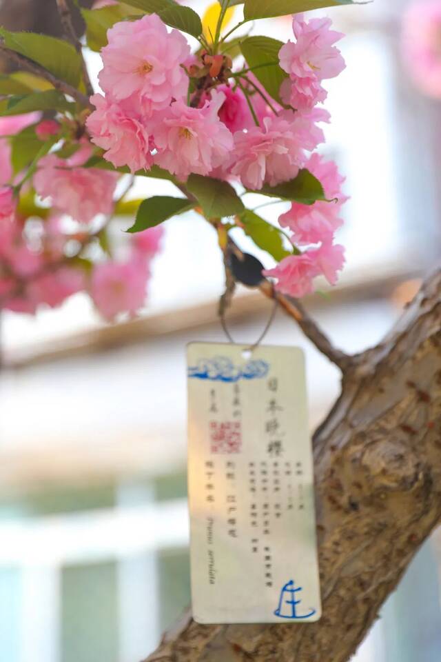 BNU赏花季  花枝春满 万物可期