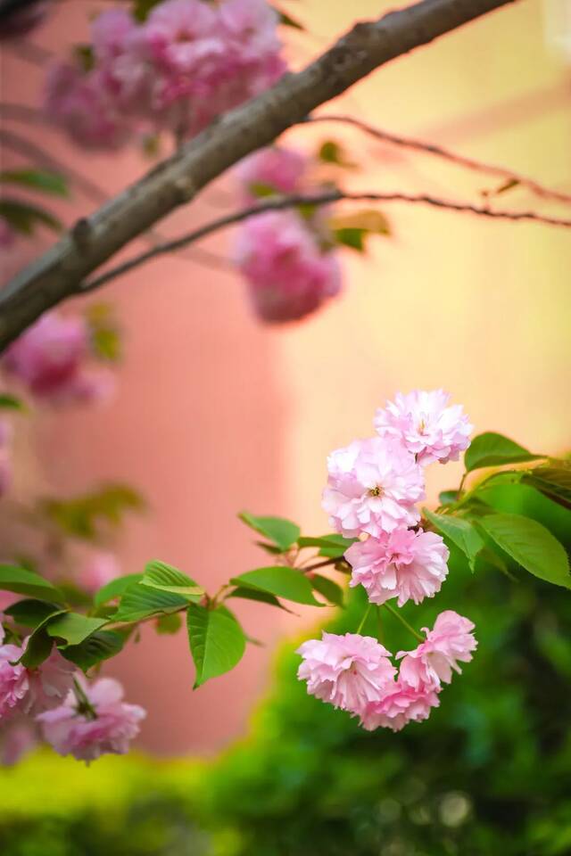 BNU赏花季  花枝春满 万物可期