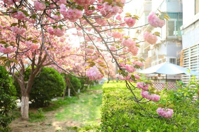 BNU赏花季  花枝春满 万物可期