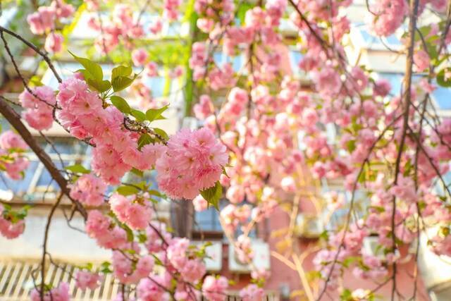 BNU赏花季  花枝春满 万物可期