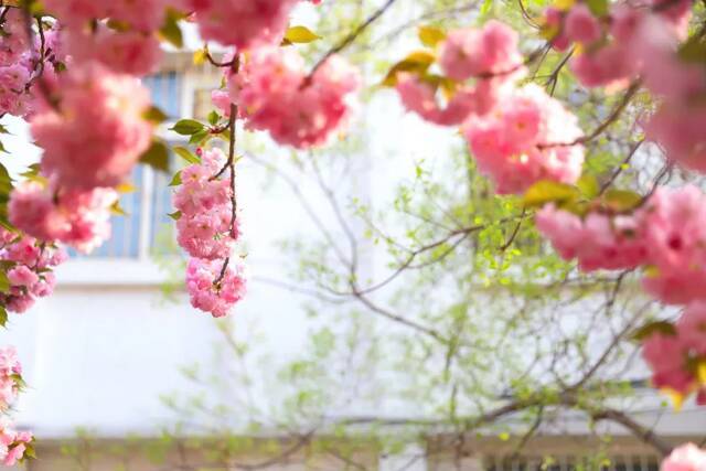 BNU赏花季  花枝春满 万物可期