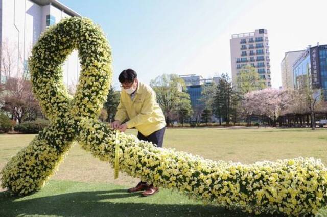 2021年4月16日，韩国迎来“世越号”沉船事故7周年纪念日。图为在仁川市教育厅中央草坪广场设置的象征追悼遇难者的黄丝带。（图片来源：韩国《中央日报》）