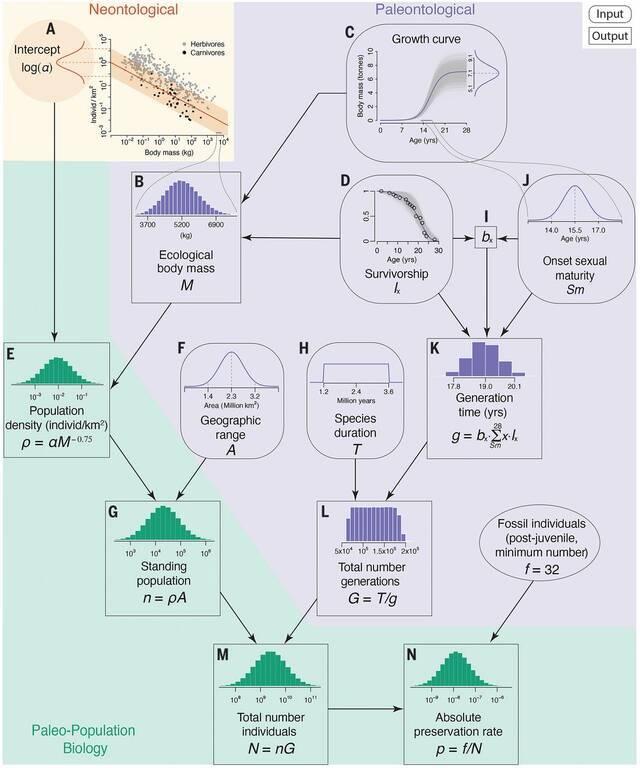 用达木斯定律和大量古生物学数据估测霸王龙在种群水平的特征和化石保存率