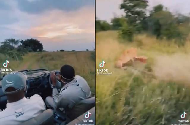 游客到非洲野生动物园游玩时意外拍到狮子猎捕黑斑羚的震撼画面