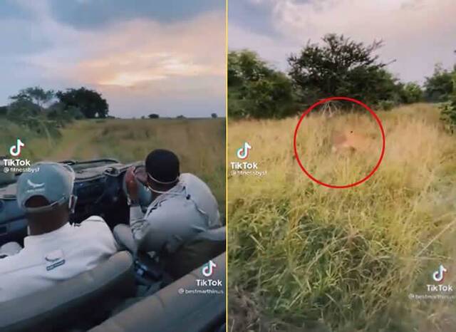 游客到非洲野生动物园游玩时意外拍到狮子猎捕黑斑羚的震撼画面