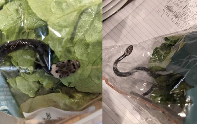 澳洲女子发现儿子从超市买回家的生菜中竟然有一条活的毒蛇——盔头蛇