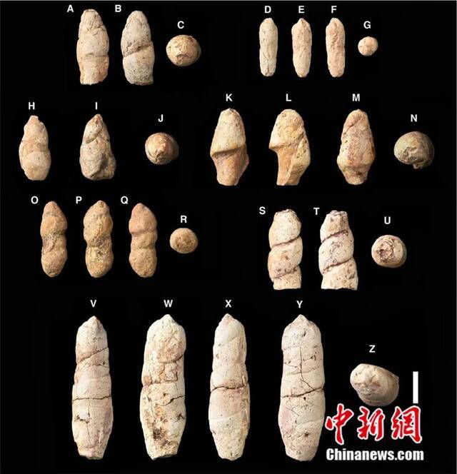 7件粪便化石标本多角度图片。科研团队供图