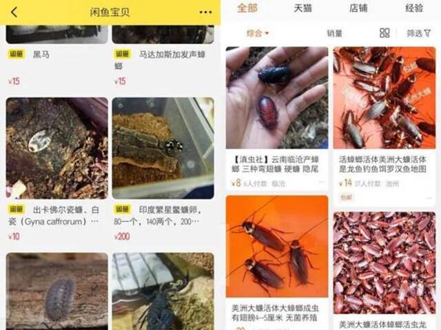 闲鱼、淘宝把蟑螂作为新型宠物售卖。