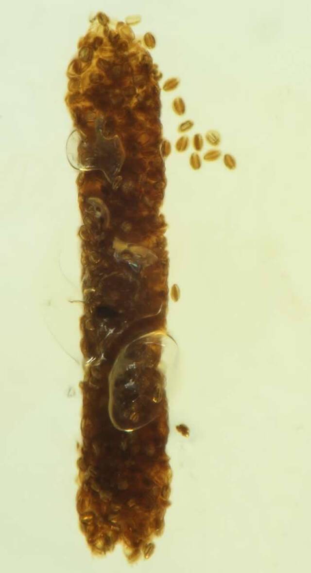 光学显微镜下的昆虫粪便化石。（中国科学院南京地质古生物研究所供图。）