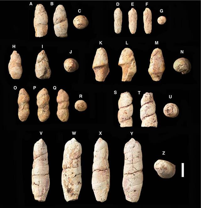 七件粪便化石（Rummy,Halaclar&Chen,2021）