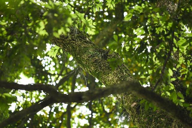 新华全媒+  峨眉山上找“大熊猫”？没错！它被称为“植物界的大熊猫”！