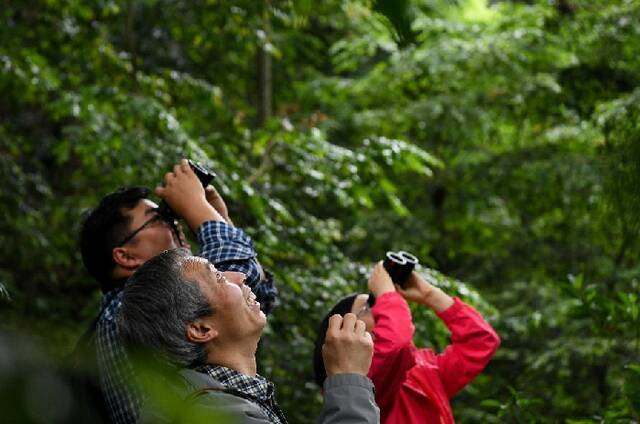 新华全媒+  峨眉山上找“大熊猫”？没错！它被称为“植物界的大熊猫”！