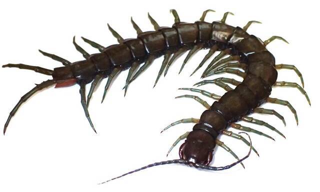 冲绳和台湾地区发现一种大型热带蜈蚣属的新种Scolopendra