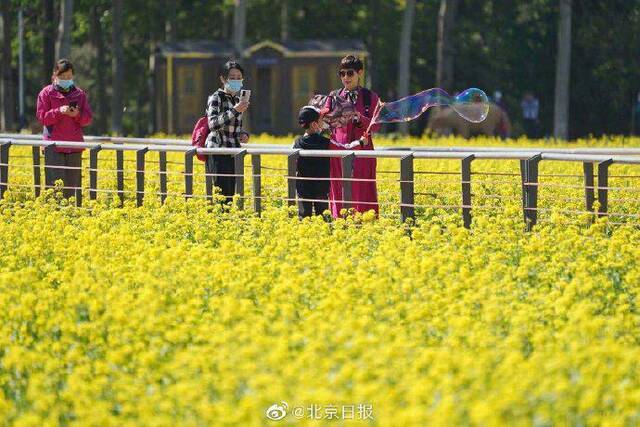 北京近郊最大油菜花种植区开花了