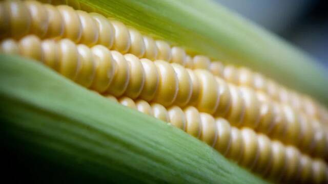 浙江：加强进口粮食安全风险管控