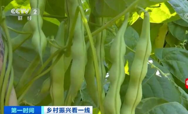 乡村振兴看一线丨四川攀枝花：大青豆成熟上市 助农致富增收