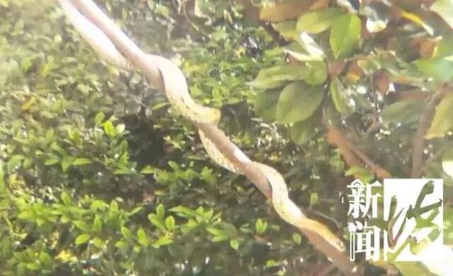 身长超过1米5！上海市中心出现大型蛇，居然跟小区里这个因素有关