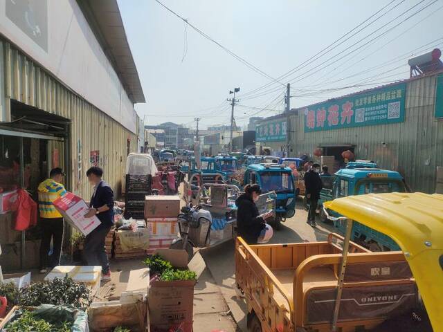 3月26日上午，沭阳花卉园艺淘宝城非常热闹，网店店主骑着三轮车前来采购苗木。摄