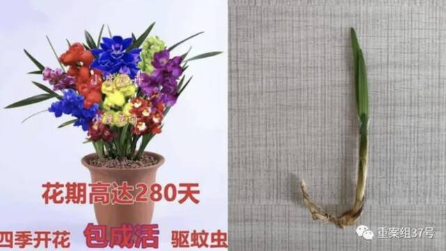 ▲一位网店店主“自创”的新品种花卉，实际发给买家的是一种绿化用草。新京报记者韩福涛摄