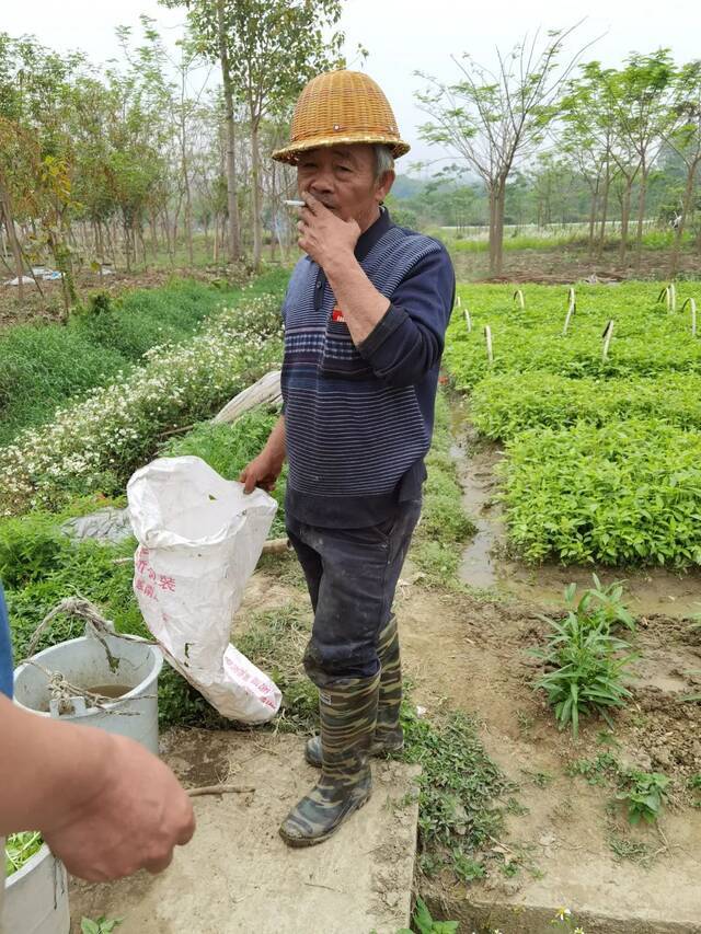 从入侵到暴发，南中国的人蚁之战