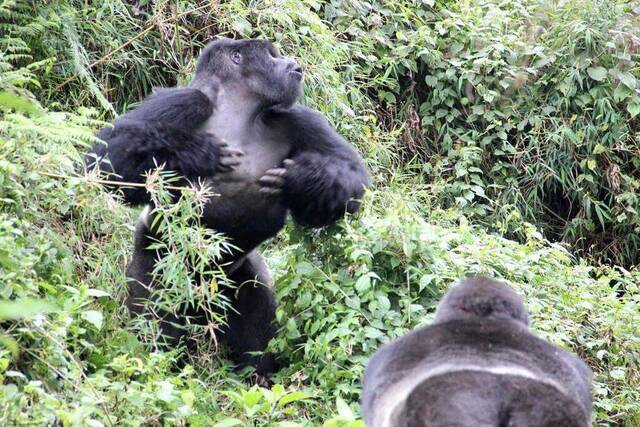 大猩猩捶打胸部不是为了打斗其实是为了避免打斗