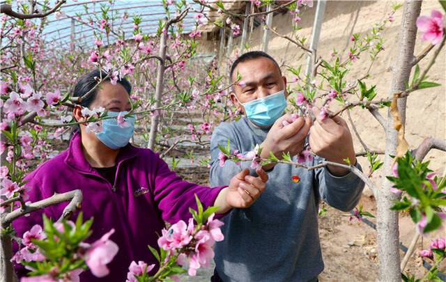 桃花嫣然出篱笑，满园春色关不住，朵朵桃花迎春来。一簇簇粉红色的桃花挤满枝头，一朵朵粉嫩的花蕾正在悄然绽放，和硕县乌什塔拉乡村民正抢抓农时，给桃树疏花、授粉。（王子阳摄）