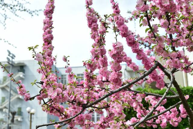 谷雨到，春意浓，朵朵“校花”等你来~