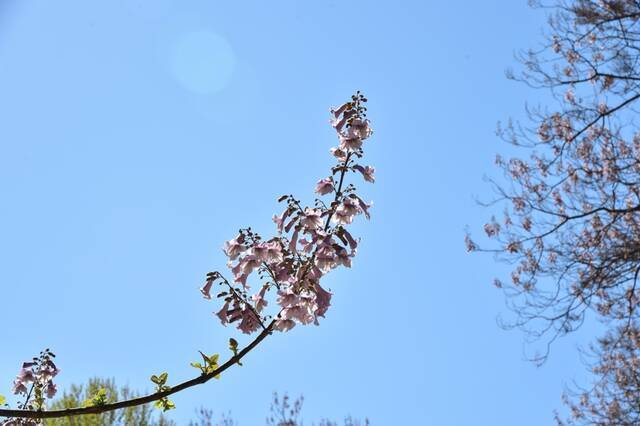 谷雨到，春意浓，朵朵“校花”等你来~