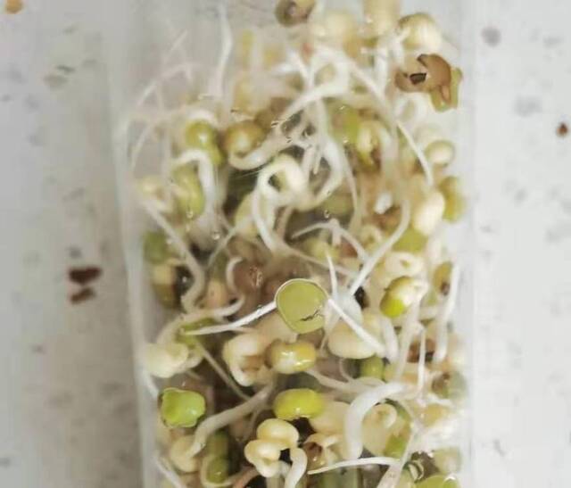 江秋莲无意中用存了几年的绿豆发出了绿豆芽。江秋莲供图