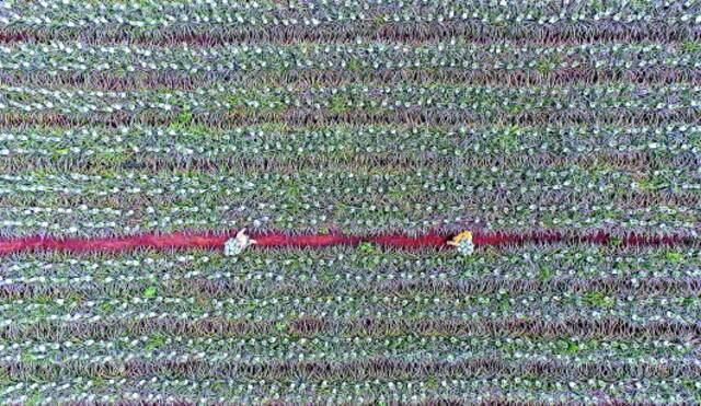在湛江徐闻农垦红星农场，农场职工在采收菠萝。新华社资料片